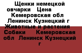 Щенки немецкой овчарки › Цена ­ 5 000 - Кемеровская обл., Ленинск-Кузнецкий г. Животные и растения » Собаки   . Кемеровская обл.,Ленинск-Кузнецкий г.